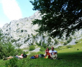 Resting under beech